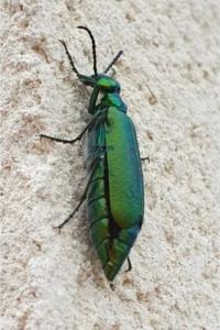 Mouche d'Espagne 