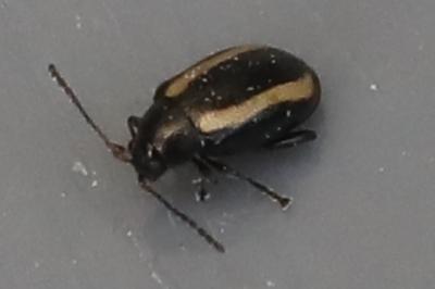 <i>Phyllotreta</i>