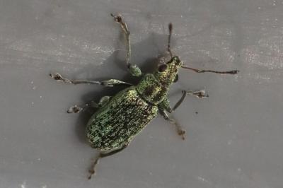 Polydrusus cervinus