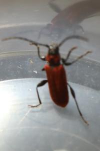 <i>Pyrrhidium sanguineum</i>