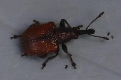 <i>Tatianaerhynchites aequatus</i>