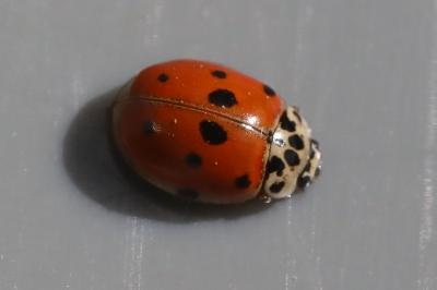 <i>Adalia decempunctata</i>