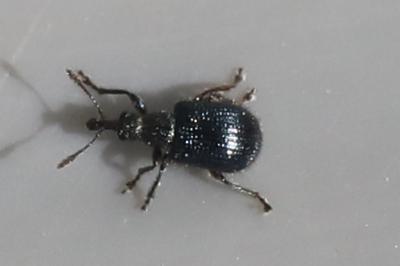 <i>Neocoenorrhinus</i>
