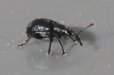 <i>Neocoenorrhinus</i>