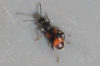 <i>Anthicus antherinus</i>