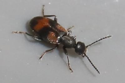 <i>Anthicus antherinus</i>