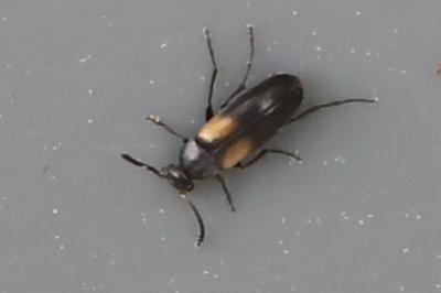 Anaspis fasciata