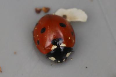 <i>Coccinella septempunctata</i>