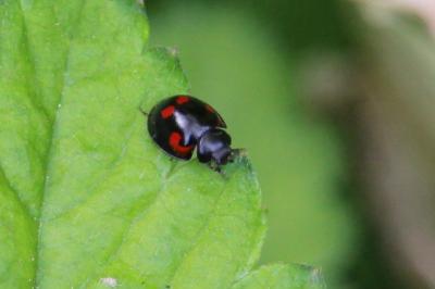 <i>Exochomus quadripustulatus</i>