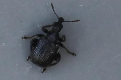 <i>Deporaus betulae</i>