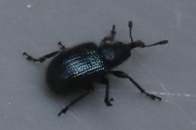 <i>Neocoenorrhinus</i>