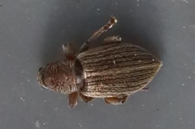 <i>Polydrusus marginatus</i>