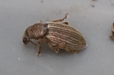 <i>Polydrusus marginatus</i>