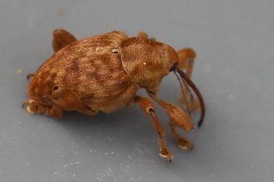 <i>Curculio pellitus</i>