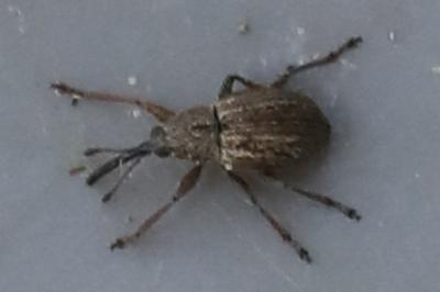 <i>Exapion</i>