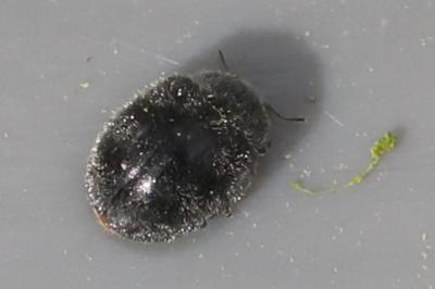 <i>Rhyzobius forestieri</i>