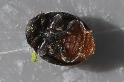 <i>Rhyzobius forestieri</i>