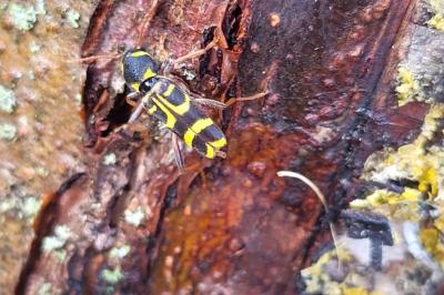 <i>Clytus arietis</i>