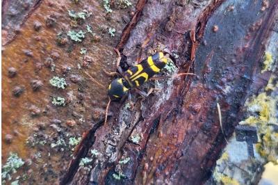 <i>Clytus arietis</i>