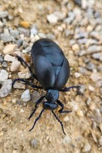 <i>Meloe violaceus</i>