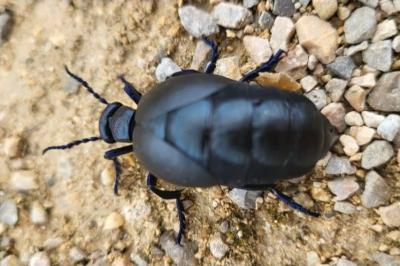 <i>Meloe violaceus</i>