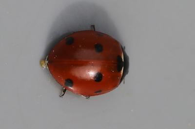 <i>Coccinella septempunctata</i>