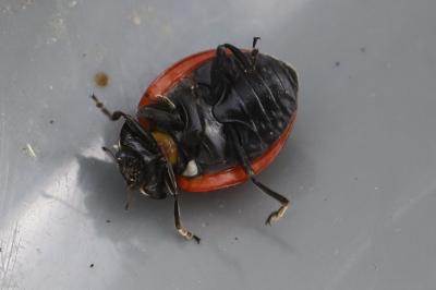 <i>Coccinella septempunctata</i>