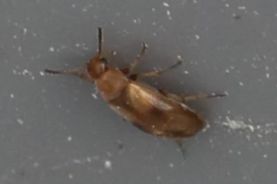 <i>Anaspis maculata</i>