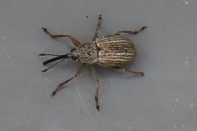 <i>Exapion</i>
