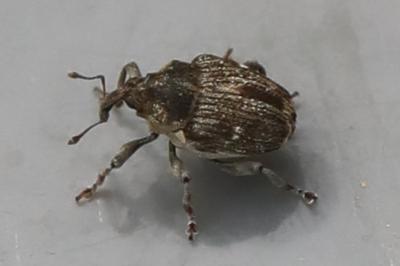 <i>Nedyus quadrimaculatus</i>