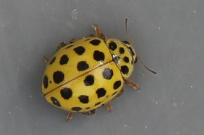 <i>Psyllobora vigintiduopunctata</i>