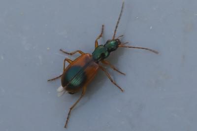 <i>Anchomenus dorsalis</i>