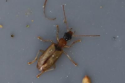 <i>Demetrias atricapillus</i>
