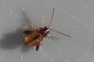<i>Longitarsus</i>