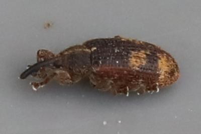 <i>Bradybatus kellneri</i>
