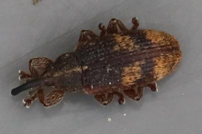 <i>Bradybatus kellneri</i>