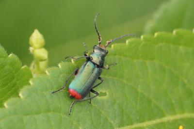 <i>Malachius bipustulatus</i>