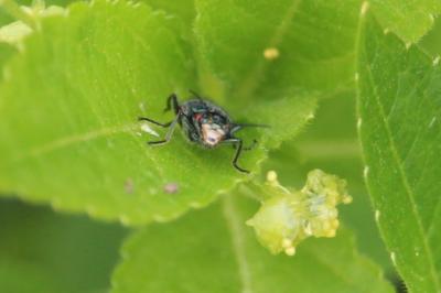 <i>Malachius bipustulatus</i>