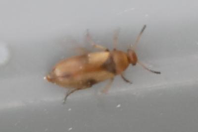 <i>Anaspis maculata</i>