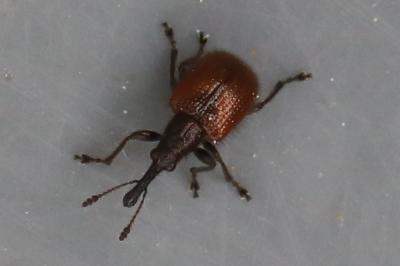 <i>Tatianaerhynchites aequatus</i>