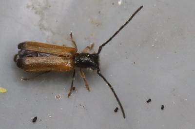 <i>Tetrops praeustus</i>