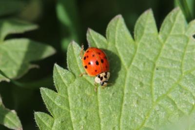 <i>Harmonia axyridis</i>