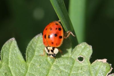 <i>Harmonia axyridis</i>