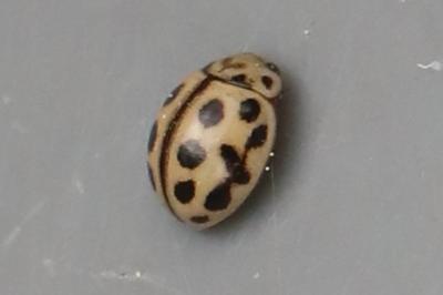 <i>Tytthaspis sedecimpunctata</i>