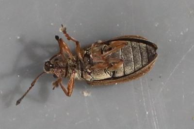 <i>Phyllobius pyri</i>