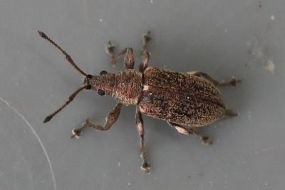 <i>Phyllobius pyri</i>