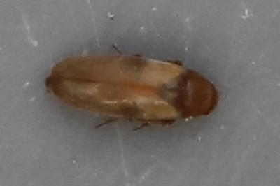 <i>Anaspis maculata</i>