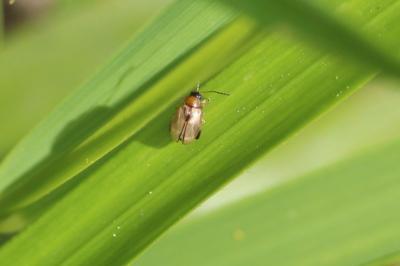 <i>Longitarsus</i>