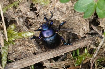 <i>Timarcha goettingensis</i>