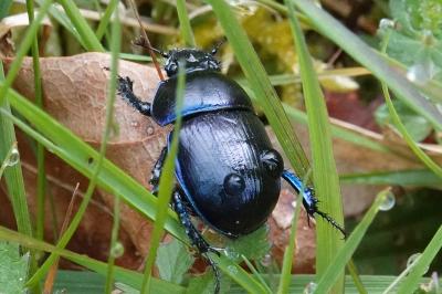 <i>Anoplotrupes stercorosus</i>